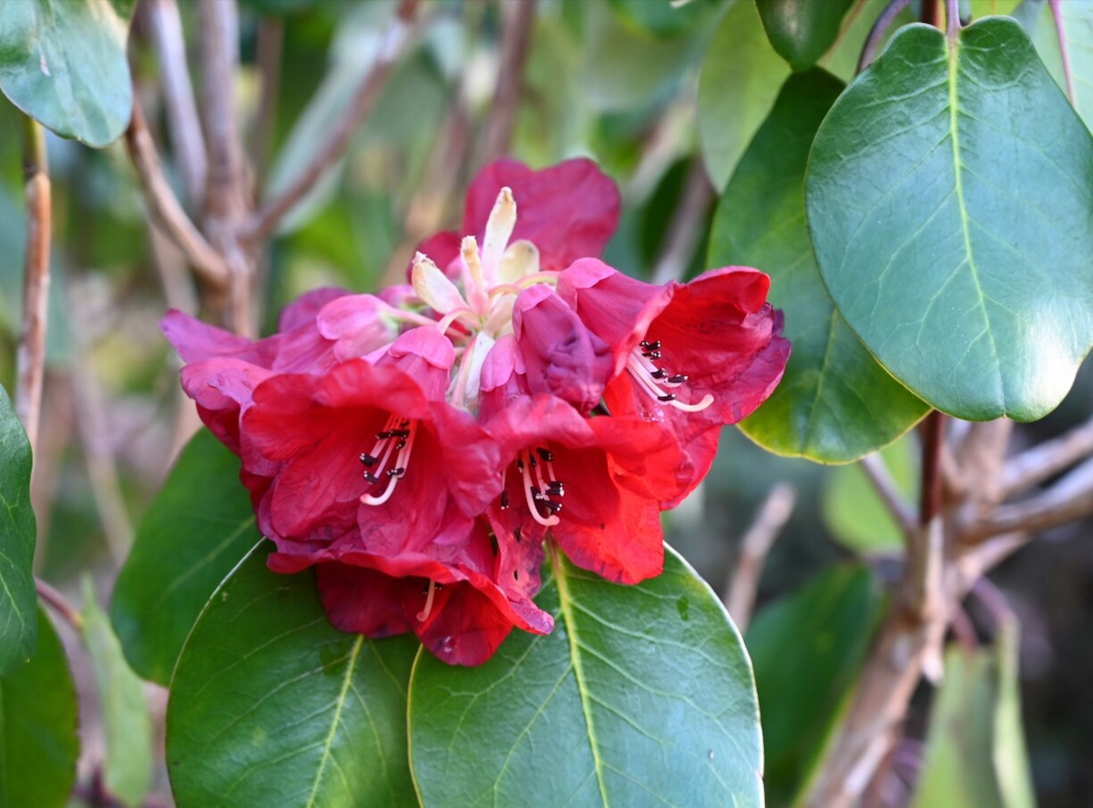 R. thomsonii